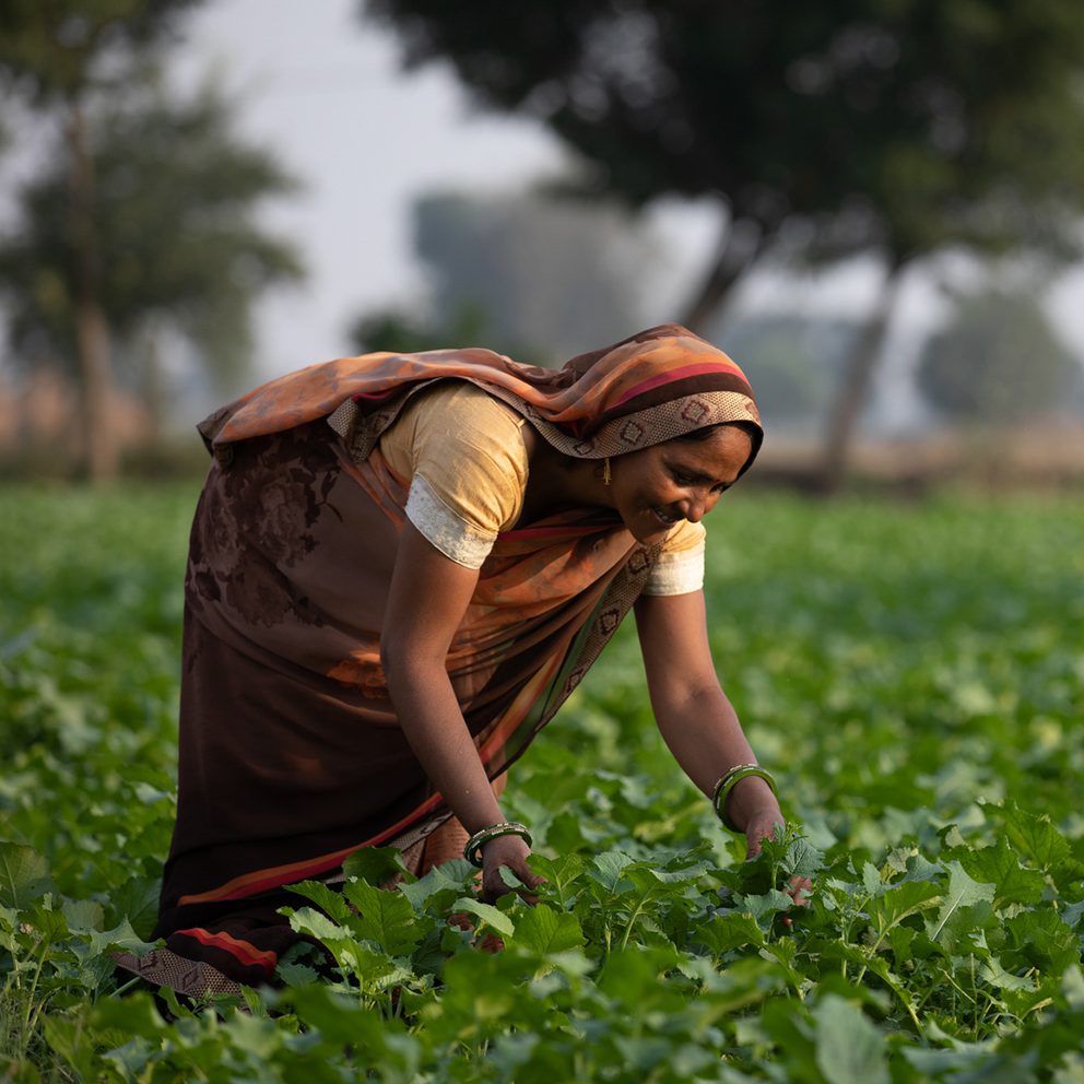 Saheli working in field