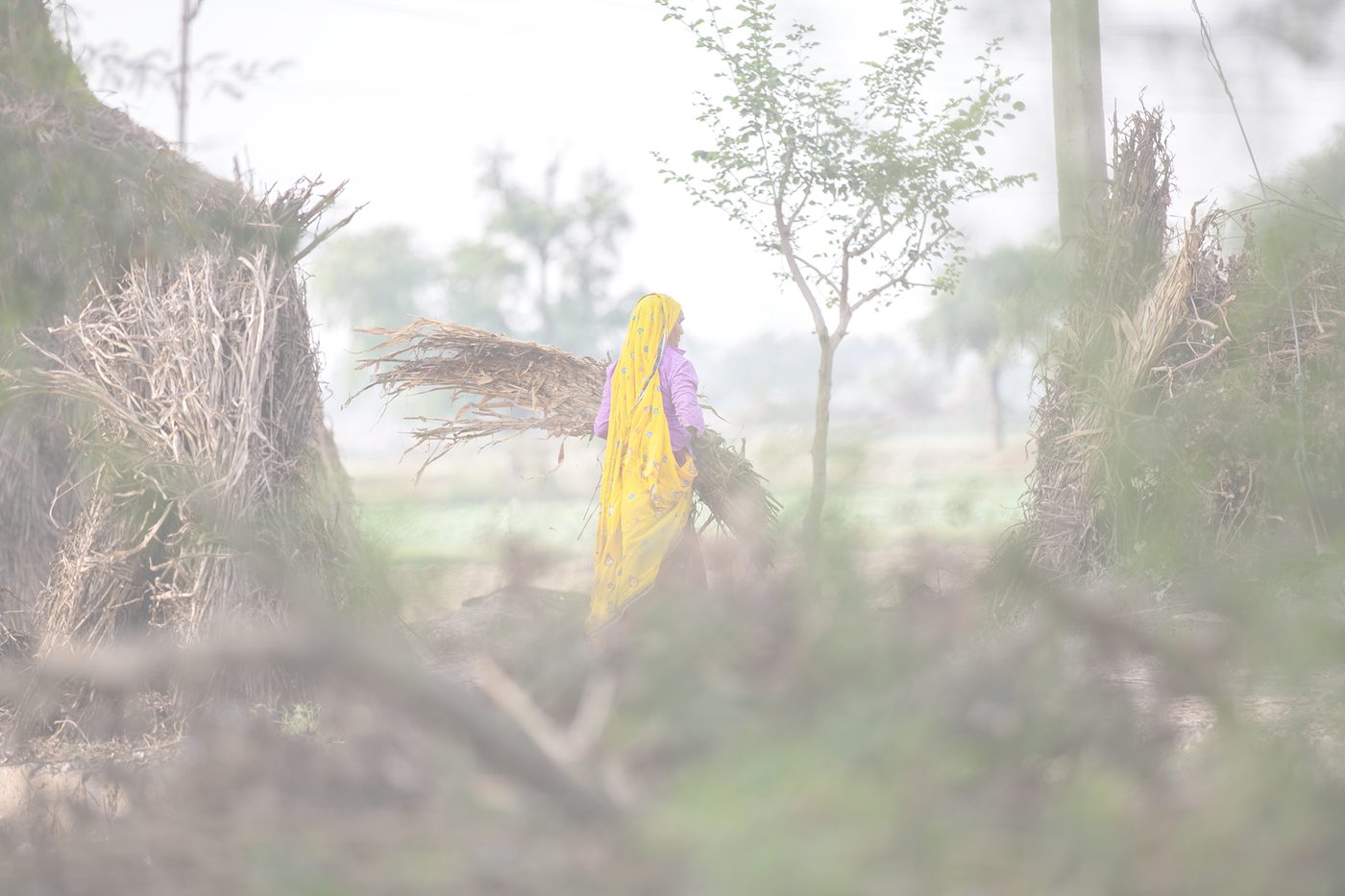 Woman in yellow dupatta gathering dried crops tinted