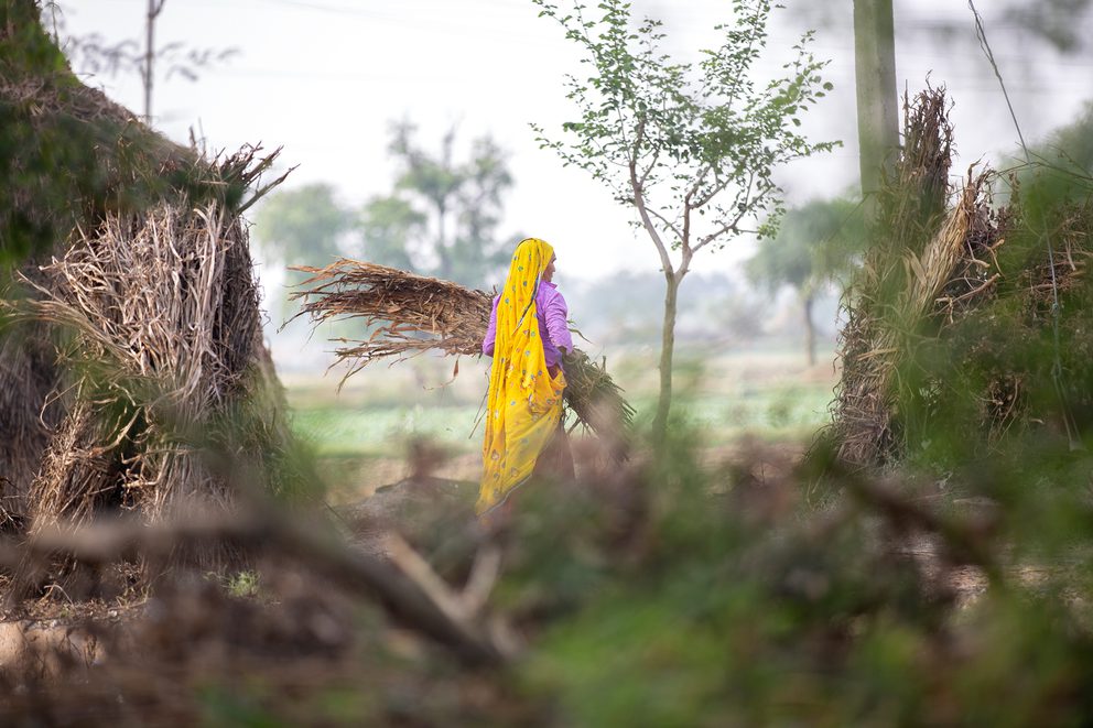 Woman in yellow dupatta gathering dried crops