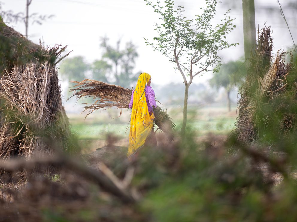 Woman in yellow dupatta gathering dried crops