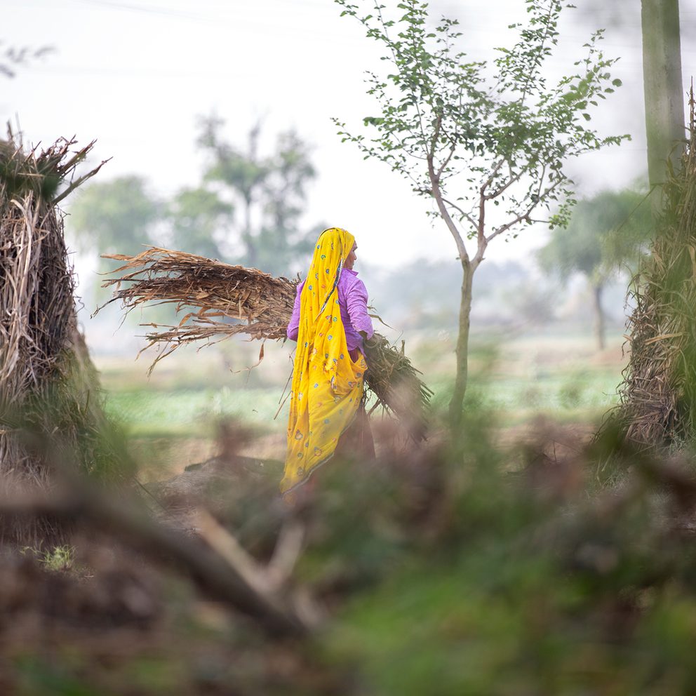 Woman in yellow dupatta gathering dried crops